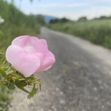 Il mio cuore