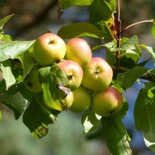 Attila József: Vorrei poter essere un melo selvatico!