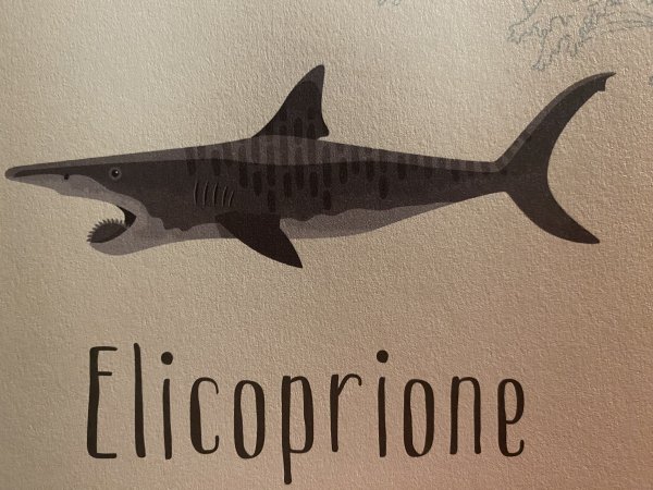 L'elicorpione