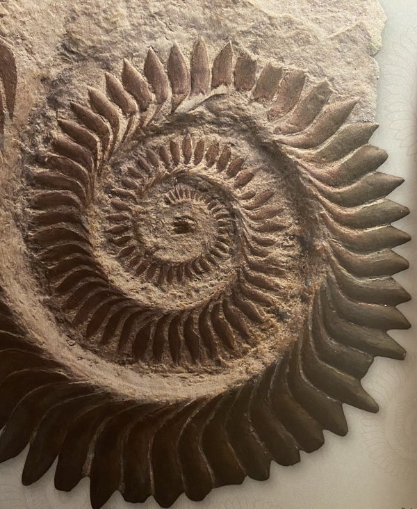 Denti di Elicorpione