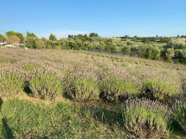 Podere Lemniscata Lavande